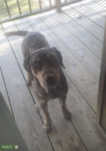 Catahoula leopard  Listing Image