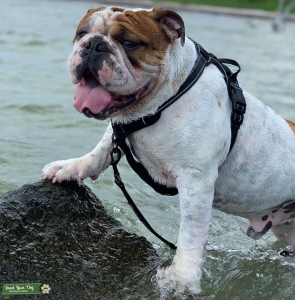 Male English Bulldog looking for stud services! Listing Image