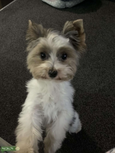 Biewer terrier dog Listing Image