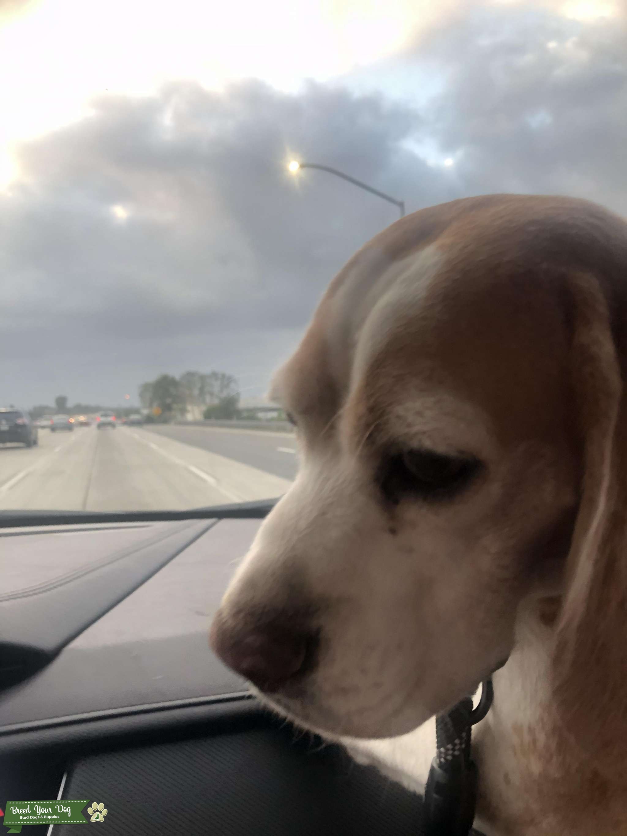 Handsome Beagle Stud Dog in Orange County, the United States Breed