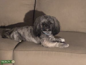 Sable Shih-Tzu Listing Image