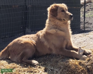 Golden Retriever Stud Listing Image