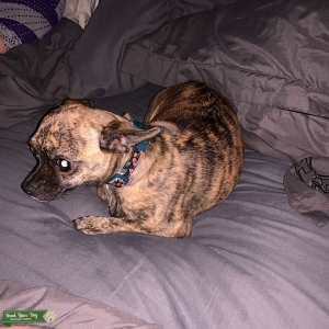 Brindle female 2 years old Listing Image