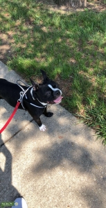 Boston terrier stud Listing Image