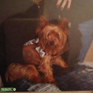 A beautiful Golden stud Yorkie Listing Image