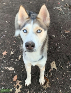 Malamute/Husky mix looking for lover  Listing Image