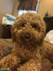 MiniGoldenDoodle Stud Available Listing Image