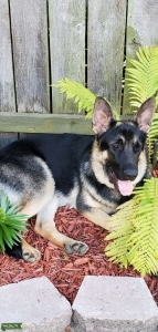 Strong shepard bloodline Listing Image