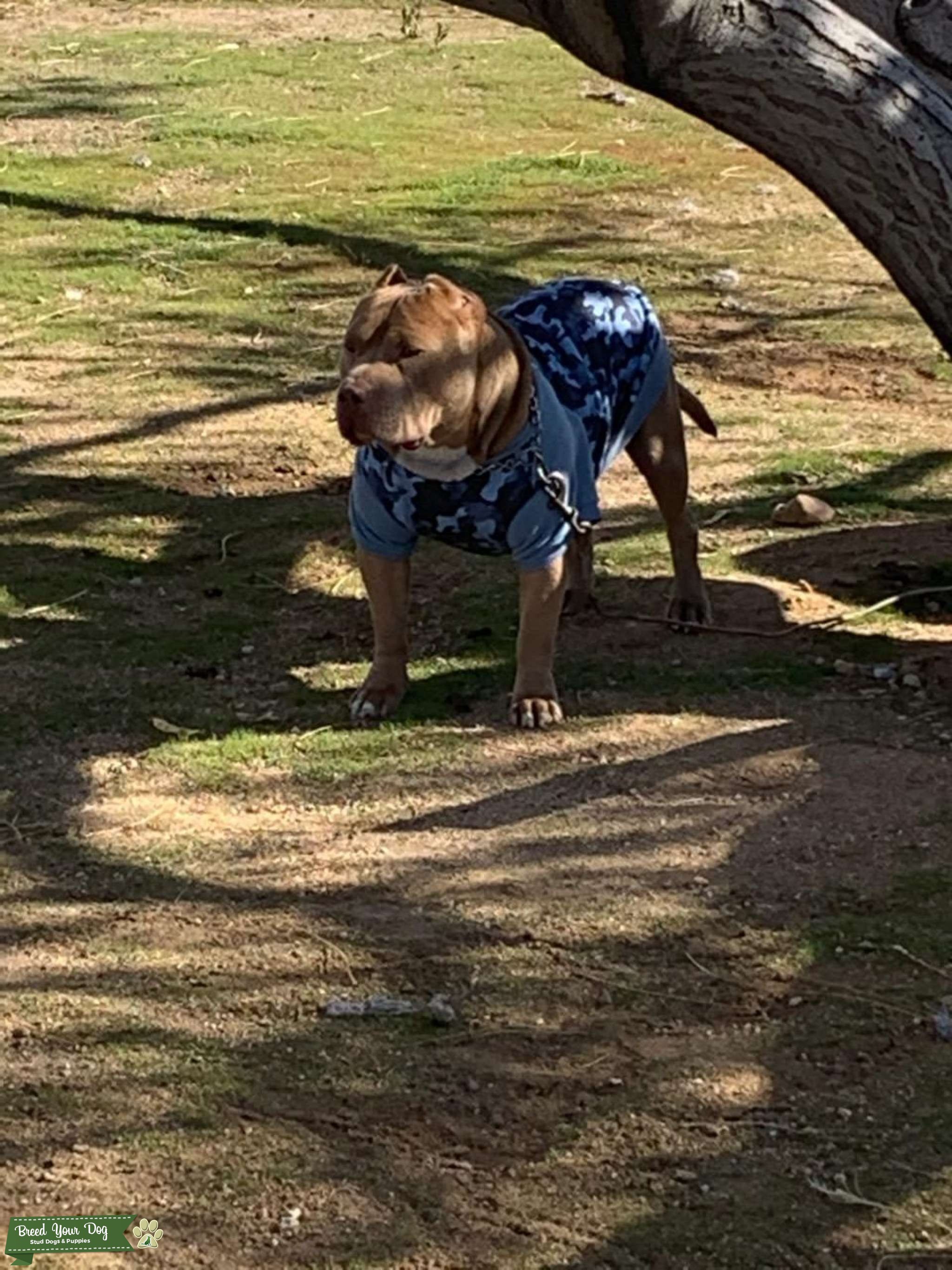 Purple Ribbon Stud Dog in California , United States Breed Your Dog