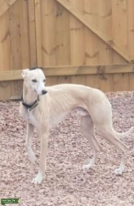 Handsome Kc whippet stud dog available Listing Image
