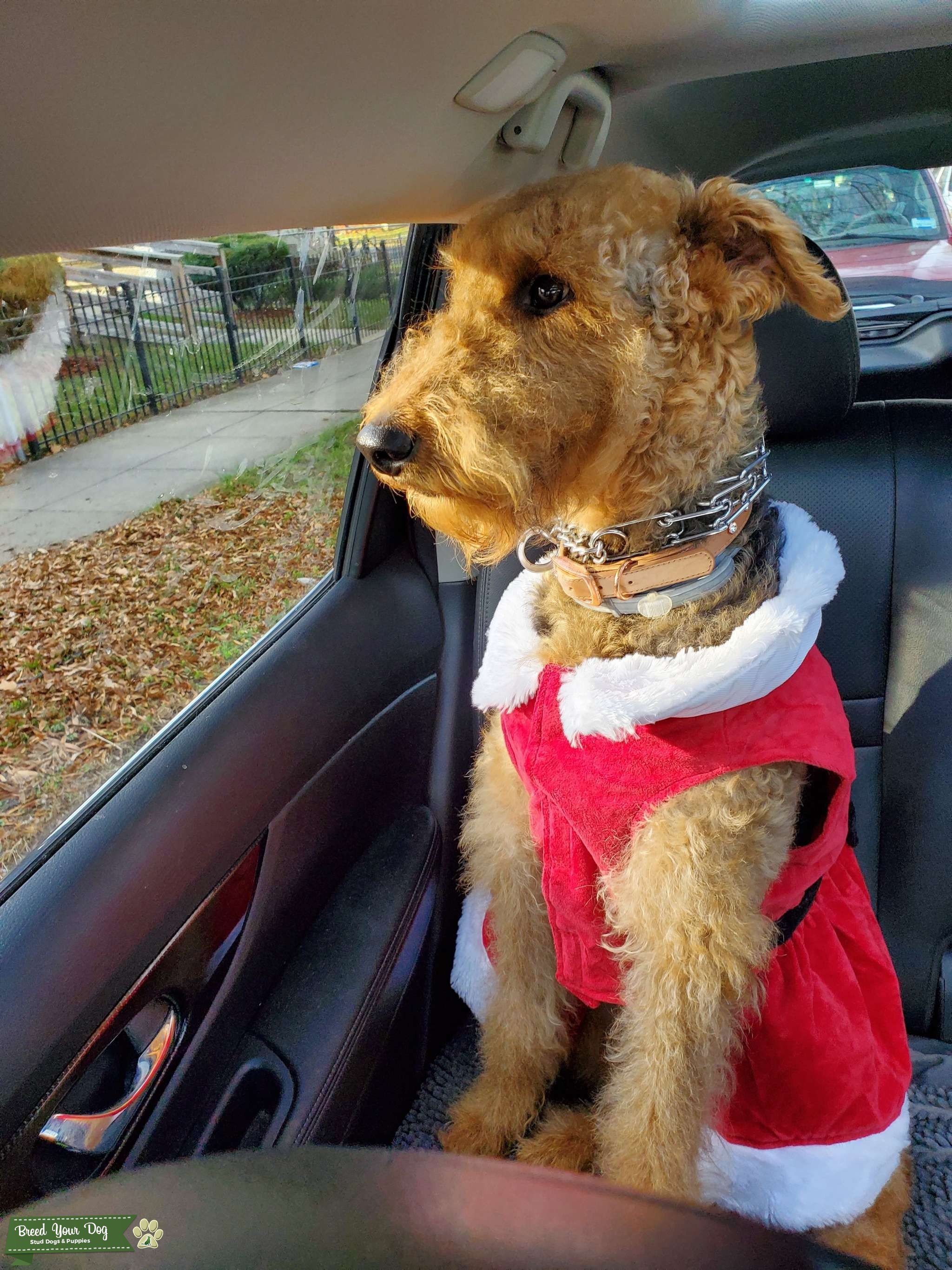 Mating season Stud Dog in District of Columbia, the United States Breed Your Dog