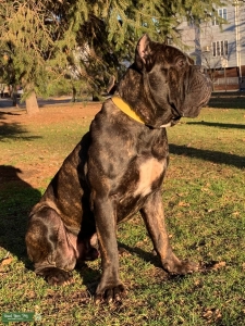 Brindle Cane Corso for Stud Listing Image