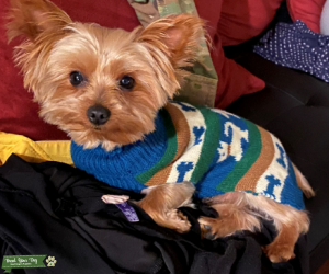 Black/brown Yorkshire Terrier  Listing Image