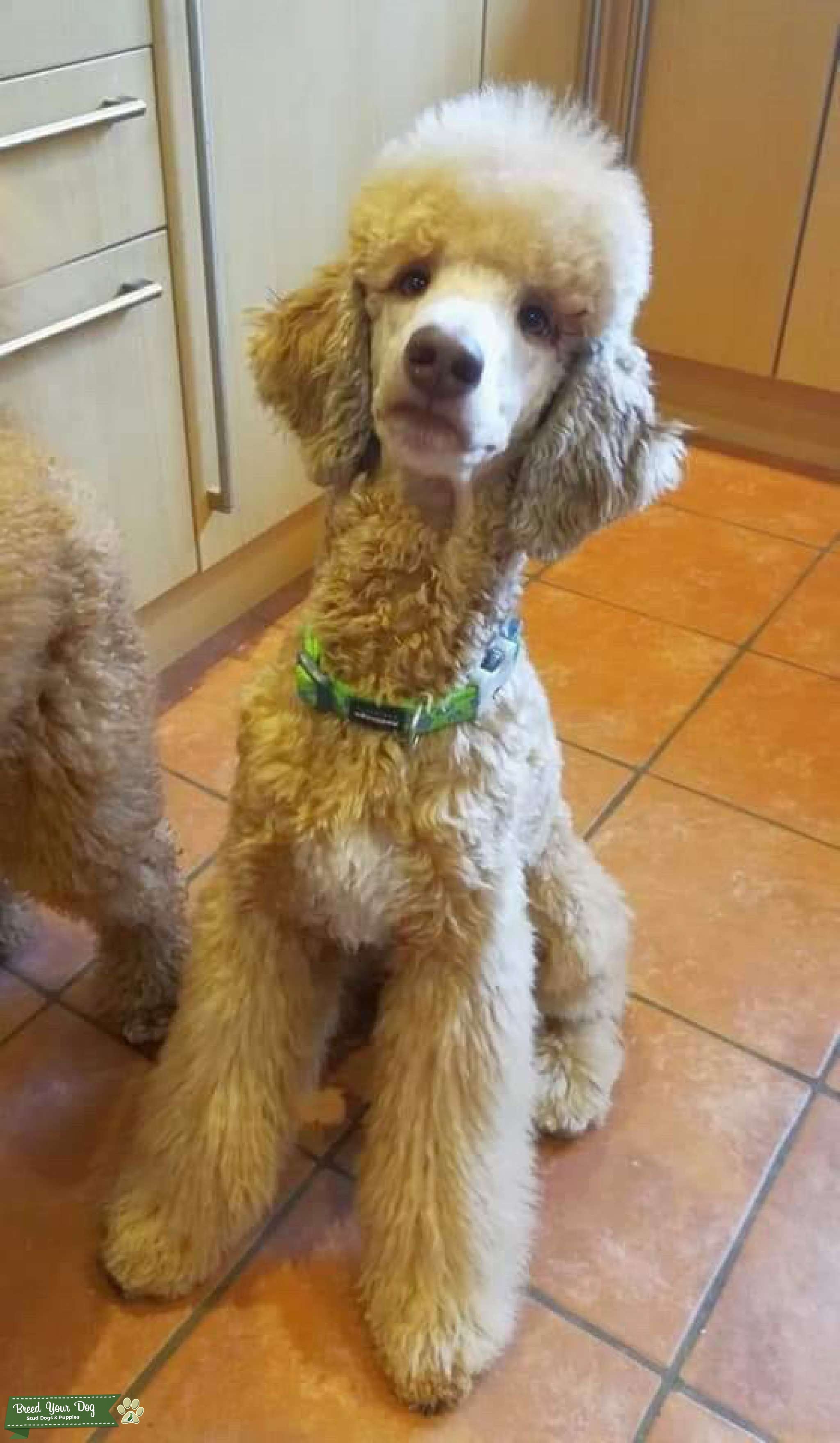 Stud Dog Brown Sable Standard Poodle Multi Colour