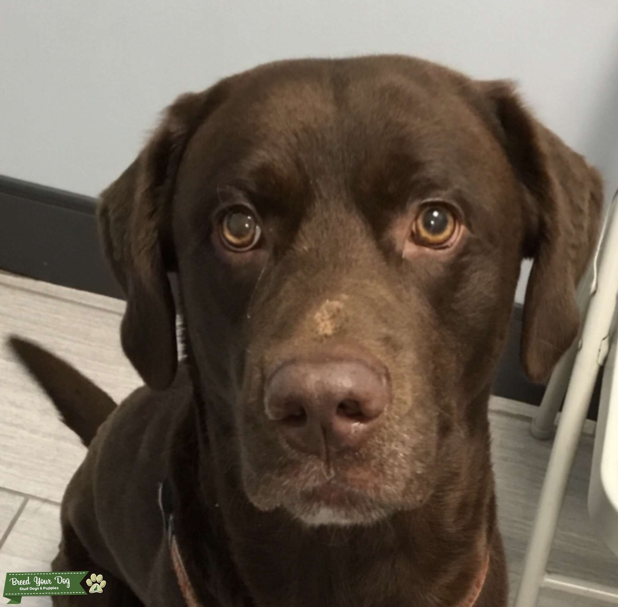 Chocolate Lab Stud Dog in Florida, Mexico Breed Your Dog