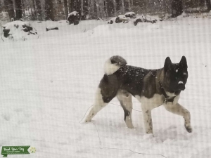 Beautiful American Akita for stud Listing Image