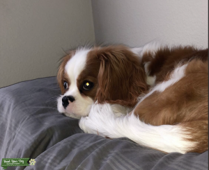 Blenheim Cavalier King Charles Spaniel Listing Image