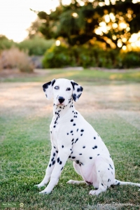 Female looking for stud Listing Image