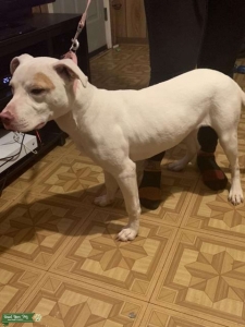 White American Staffordshire Terrier for stud Listing Image