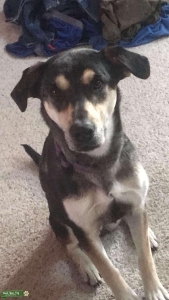 Catahoula Leopard  Listing Image