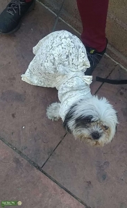 Black and White shih tzu Listing Image