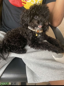 Black Maltipoo w/ white chest  Listing Image