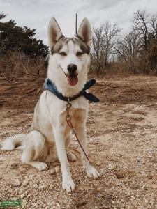 Male Siberian Husky looking to mate.  Listing Image