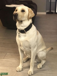 Yellow Labrador Retriever   Purebred AKC Registered Listing Image