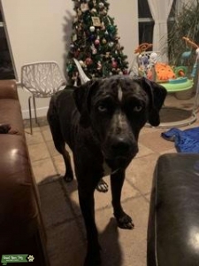 Strong, handsome NALC registered Catahoula  Listing Image