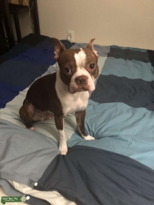Boston Terrier stud Looking for mate  Listing Image