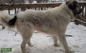Great Pyrenees looking for female Listing Image