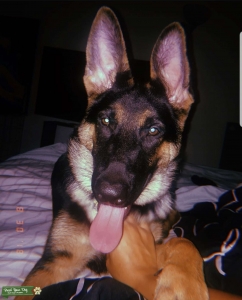 German Shepherd Stud Listing Image