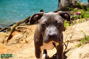 Beautiful Blue Bully looking for stud Listing Image