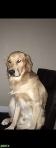 Beautiful Male Golden Retriever looking for a Girlfriend! Listing Image