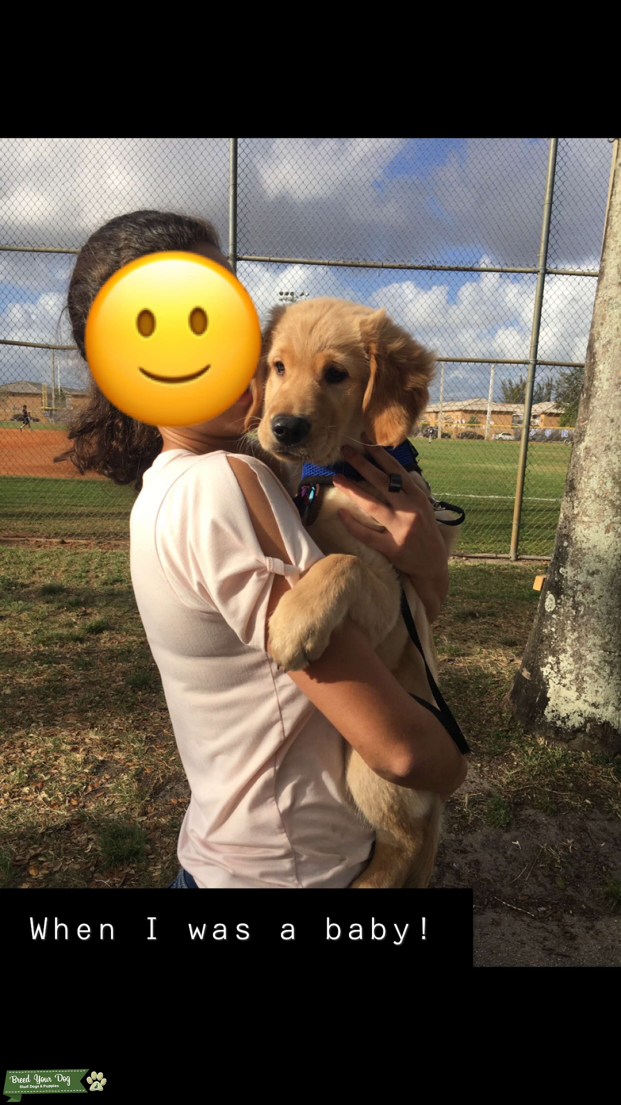 Beautiful Male Golden Retriever looking for a Girlfriend! Stud Dog in