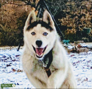BEAUTIFUL MALE HUSKY  Listing Image