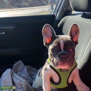 Blue and White French Bulldog Listing Image