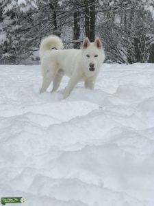 White Siberian Husky Listing Image