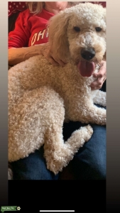 Goldendoodle stud  Listing Image