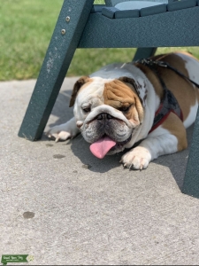 2 year old AKC Stud English bulldog  Listing Image
