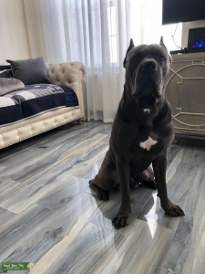 PEDIGREE GRAY/BLUE PERFECT CANE CORSO Listing Image
