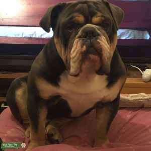 chocolate tri english bulldog