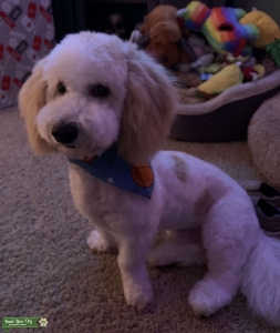 F2B Multigen English Cream Teddybear Petite Goldendoodle Listing Image