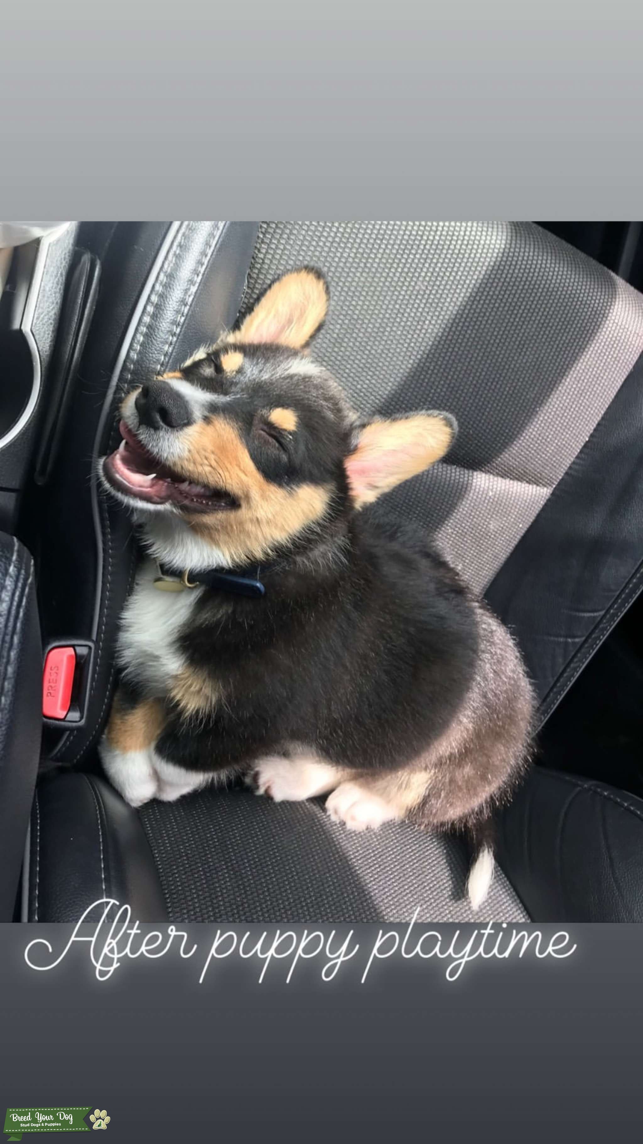 Cardigan Welsh Stud Dog in California, the United States