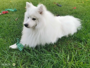 Beautiful Male Japanese Spitz Stud Ready to Go Listing Image