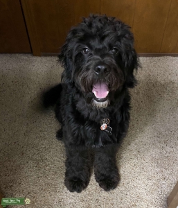 Black Mini Goldendoodle Listing Image