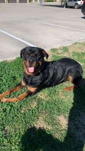 Male Rottweiler Looking to Breed Listing Image