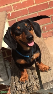 Black&Tan mini male for stud Listing Image