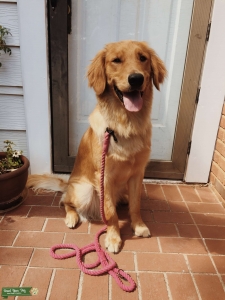 VERY SWEET MALE GOLDEN  Listing Image