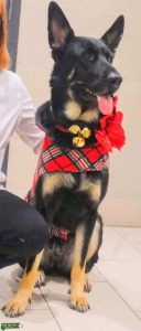 Bi-color Female German Shepherd Listing Image
